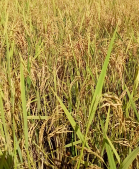 Plantação de Arroz