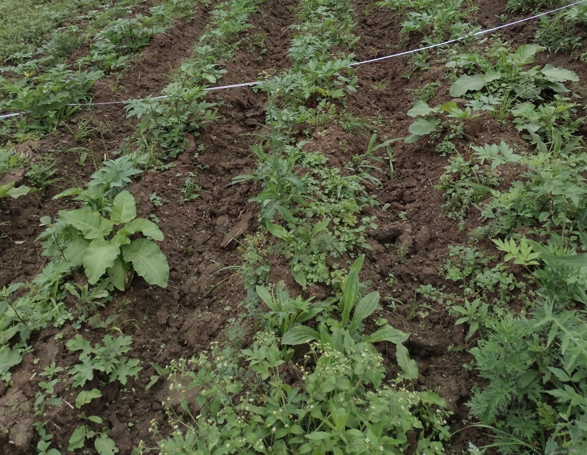 Plantação de Batata Baroa