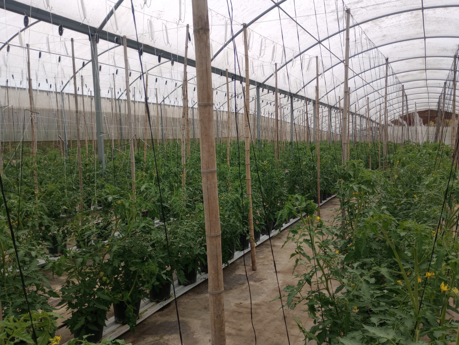 Plantação de Tomate