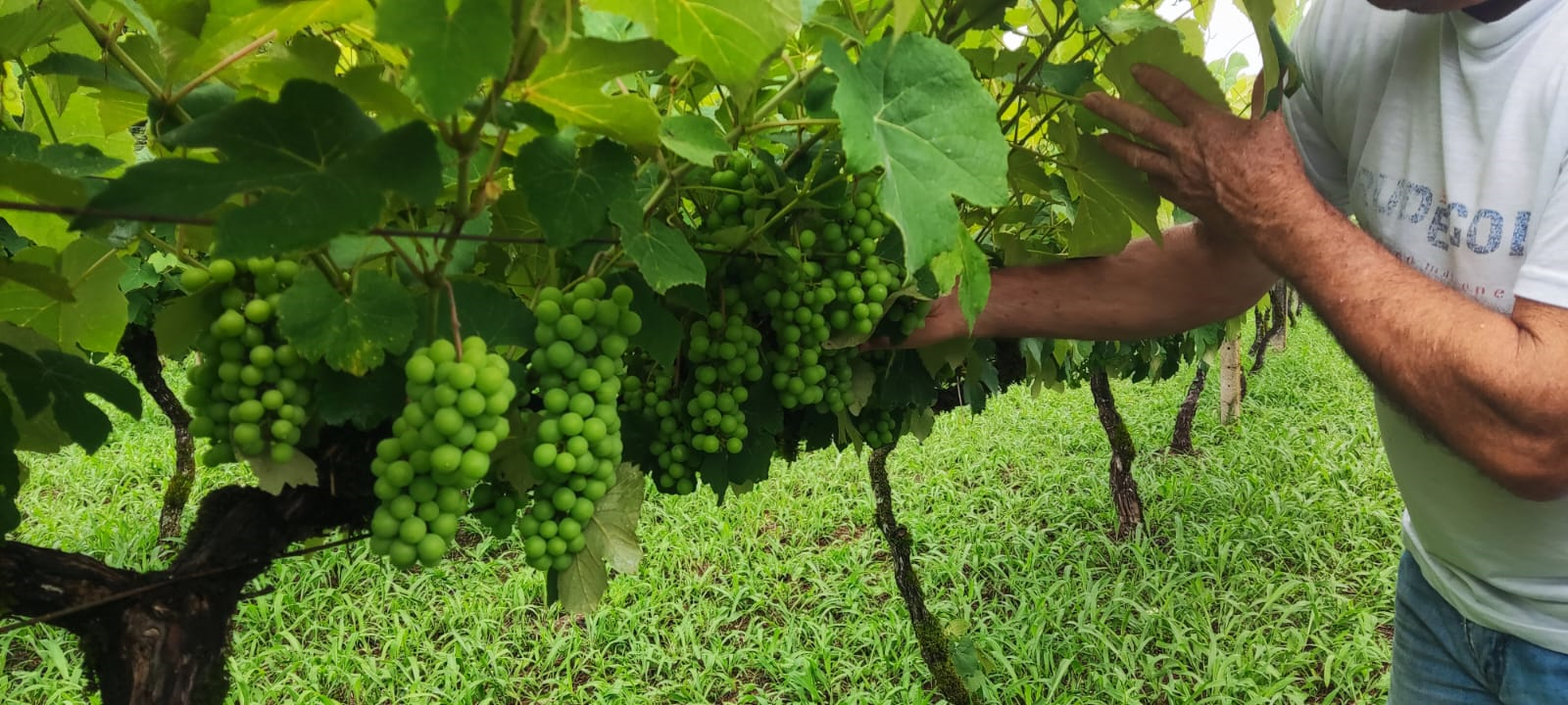 Plantação de Uva
